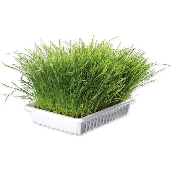 Herbe Trixie pour chatons bol 100 g