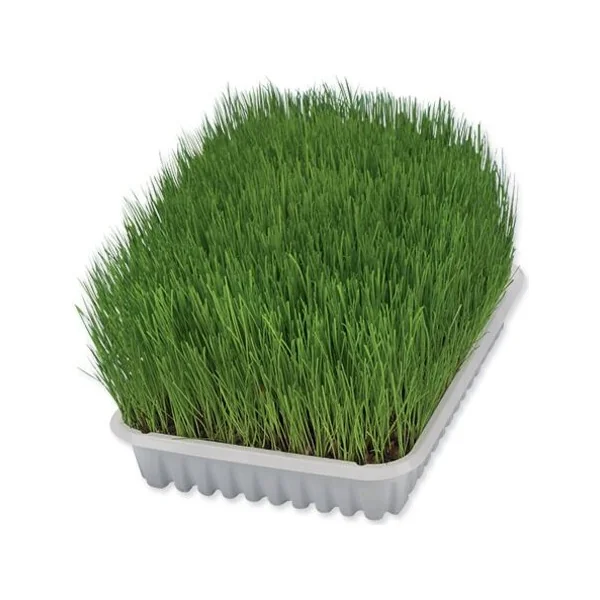 Herbe Trixie pour chatons bol 100 g