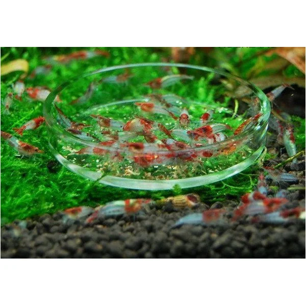 Mangeoire circulaire INVITAL pour crevettes 6 cm