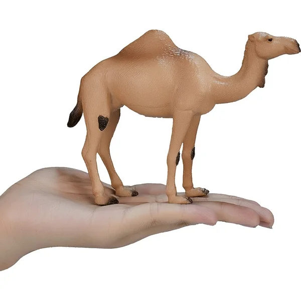 Mon chameau dromadaire