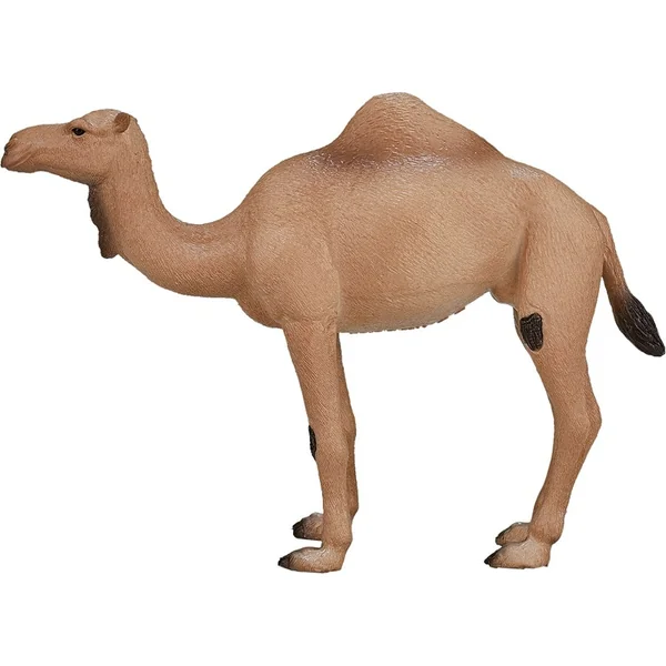 Mon chameau dromadaire