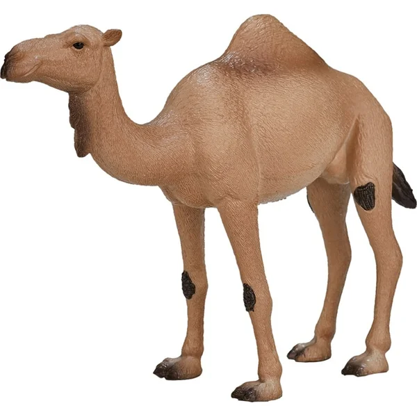 Mon chameau dromadaire