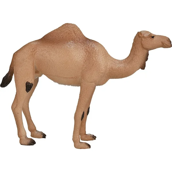 Mon chameau dromadaire