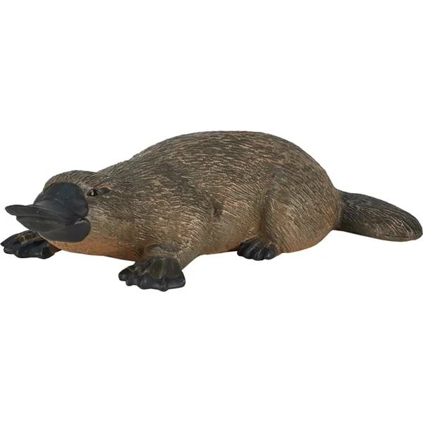 Mon Ornithorynque étrange